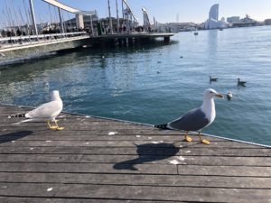 rambla de mar 5